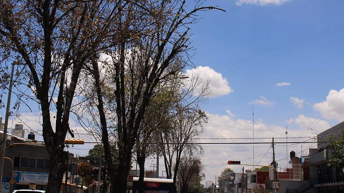 Árboles enfermos en San Manuel